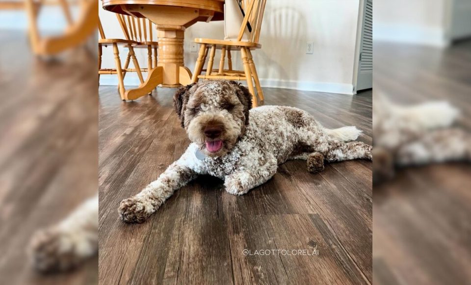 9 Lagotto Romagnolo Colors With 6 Unique Markings