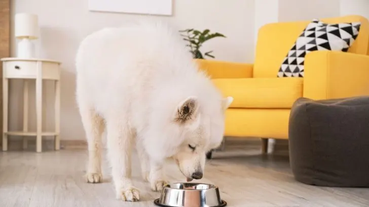 The Best Samoyed Feeding Chart To Make Your Sammy Smile  