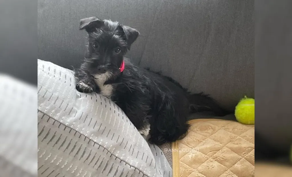 Scottish Terrier x Maltese mix