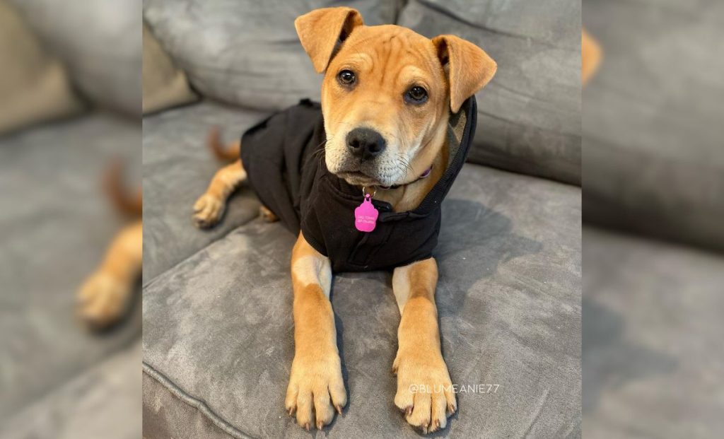 Shar pei x boxer