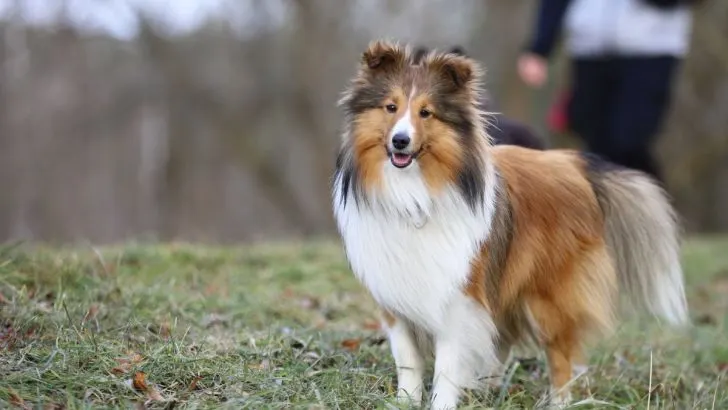 19 Vibrant Shetland Sheepdog Colors (With Photos)