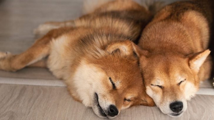 Male Vs Female Shiba Inu Differences And Similarities 