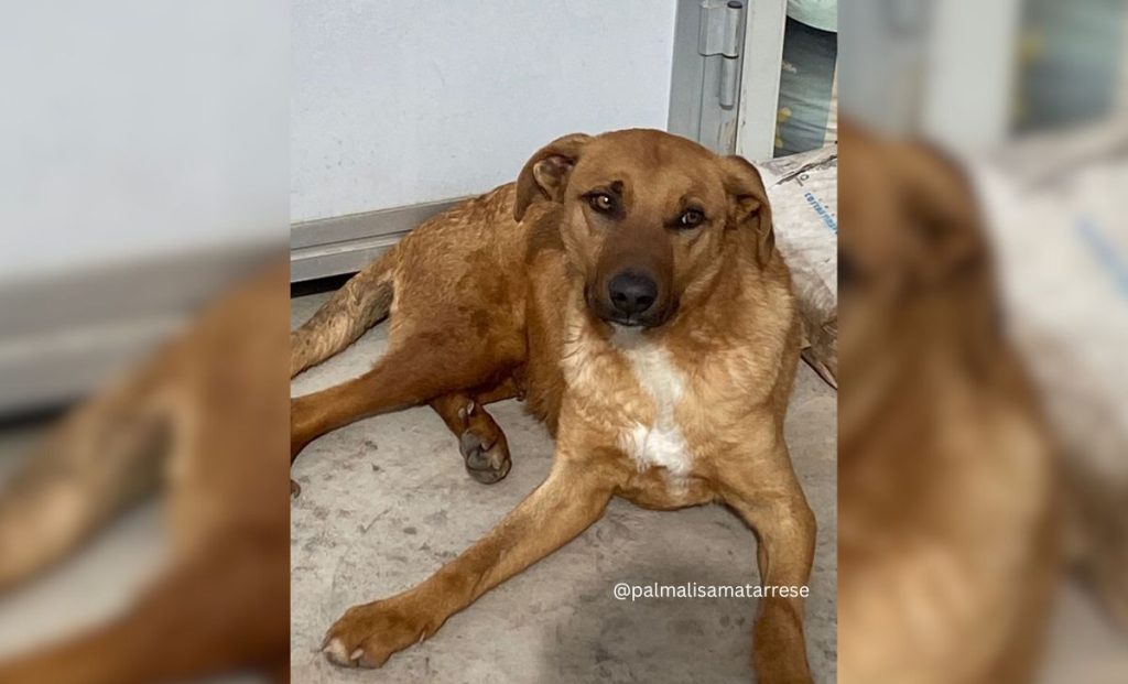 Sick And Starving Dog Shows Gratitude To His Rescuer In The Most Adorable Way