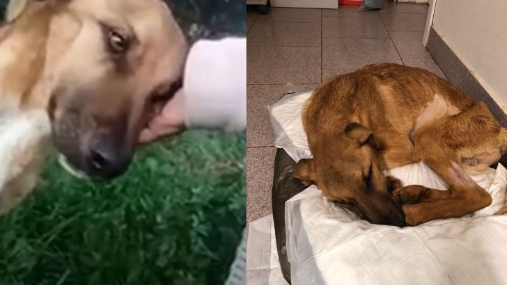 Sick And Starving Dog Shows Gratitude To His Rescuer In The Most Adorable Way