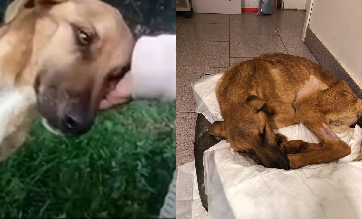 Sick Stray Dog Did Something Amazing Hoping To Get Adopted