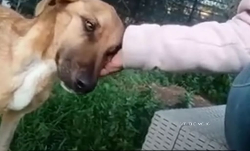 Sick Stray Dog Did Something Amazing Hoping To Get Adopted