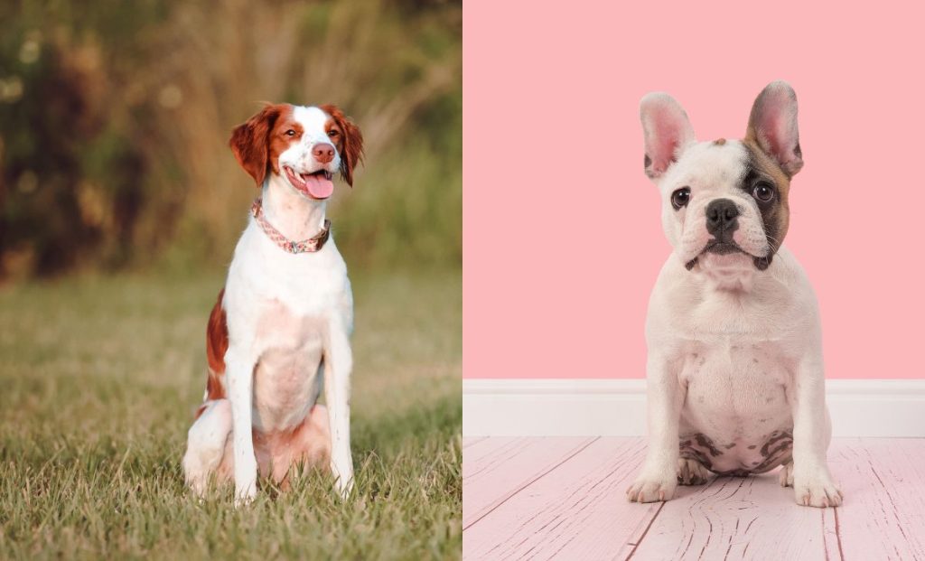 The Frenchie x Brittany Mix