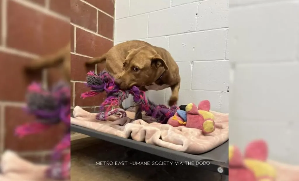 The Last Puppy Left At The Shelter Beats Loneliness By Playing With Imaginary Friends