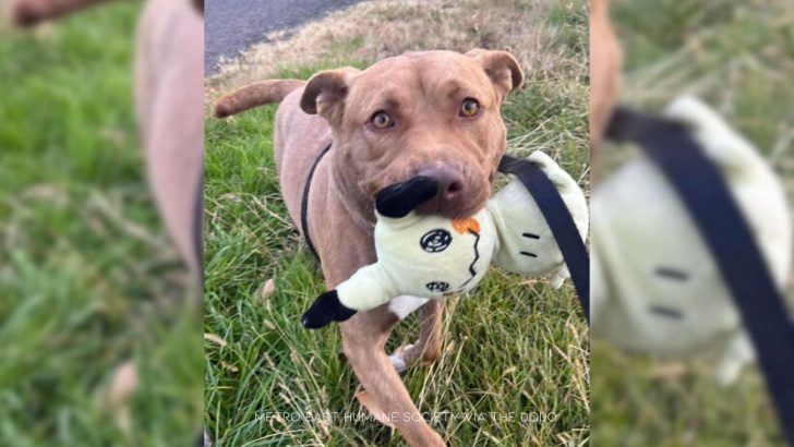 The Last Puppy Left At The Shelter Beats Loneliness By Playing With Imaginary Friends