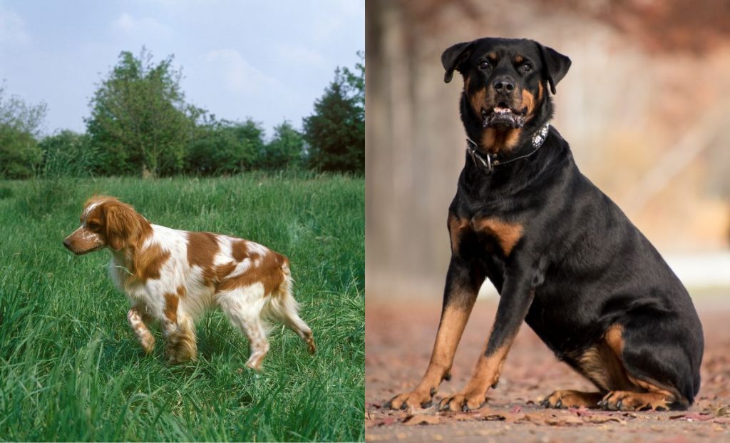 The Rottweiler x Brittany Mix