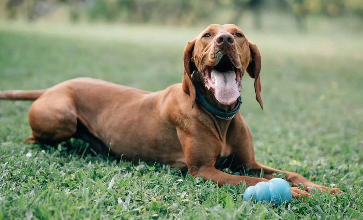 Vizsla