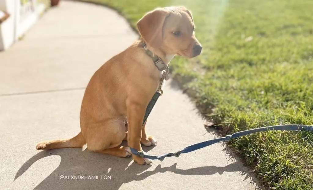 Vizsla Chihuahua