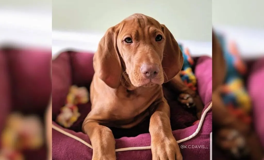 Vizsla Dachshund