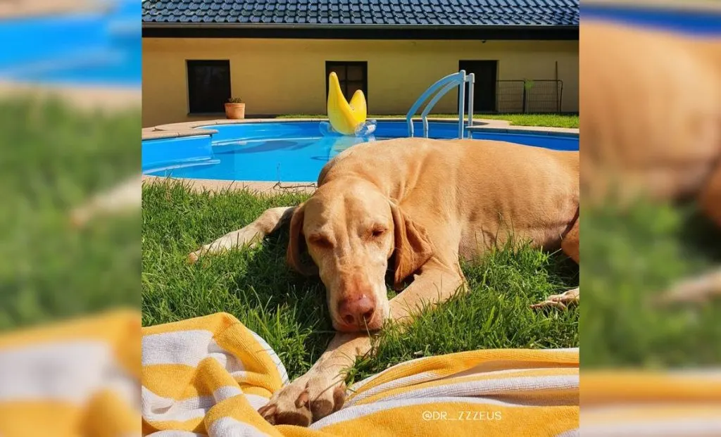 Vizsla German Shorthaired Pointer