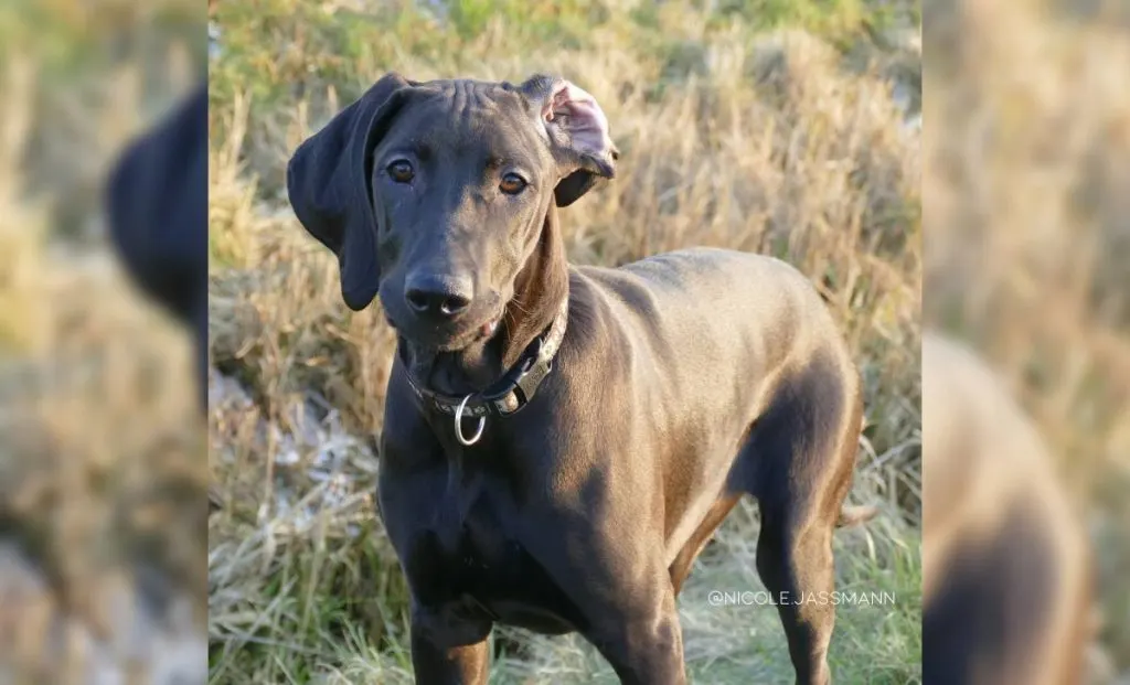 Vizsla Ridgeback