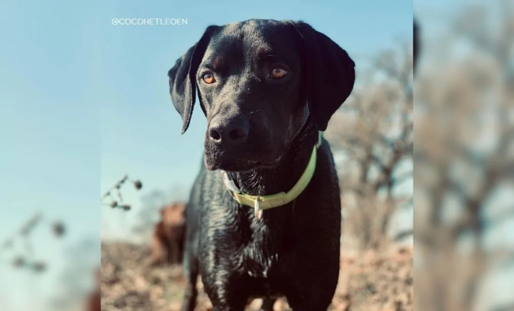 Vizsla Rottweiler