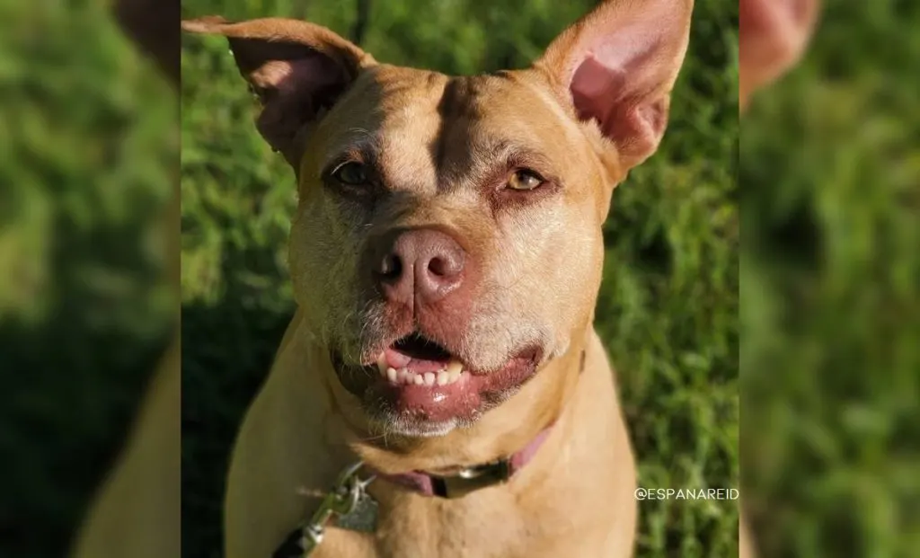 Vizsla x Boxer