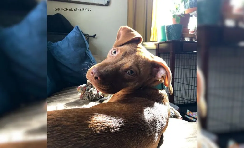 Vizsla x American Staffordshire Terrier