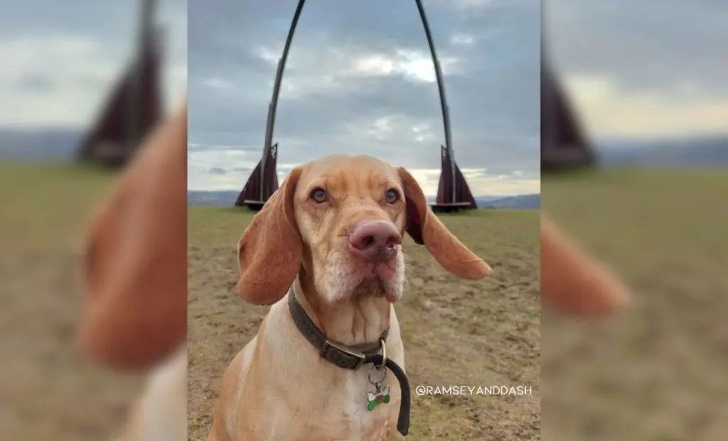 Vizsla x English Springer Spaniel