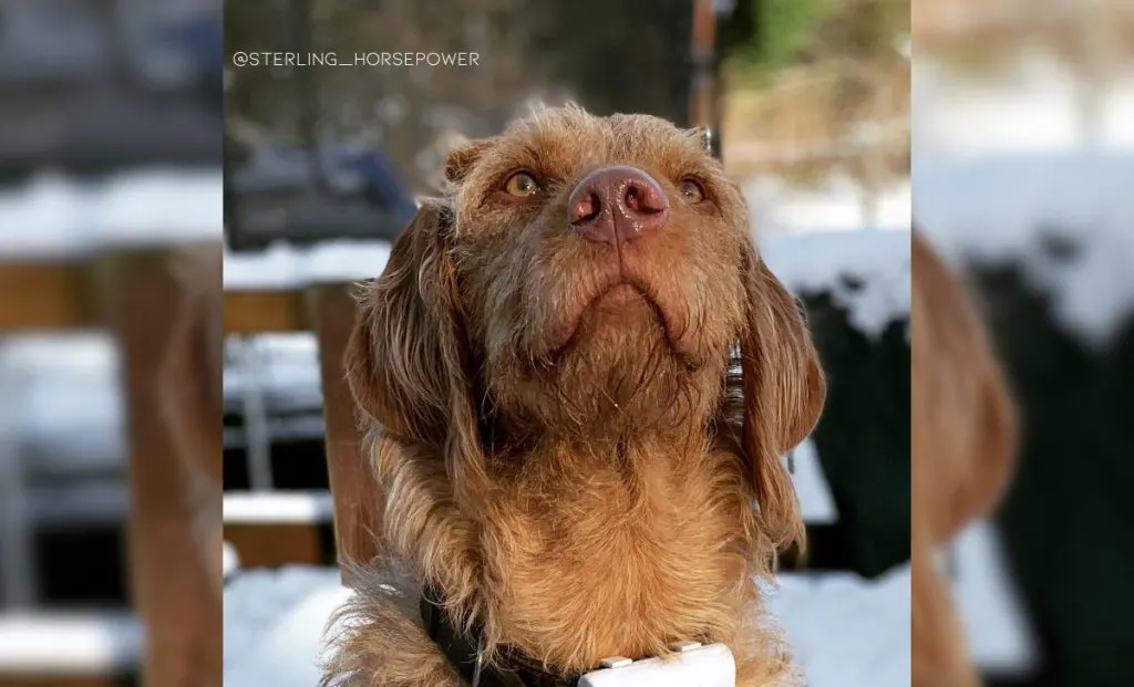 Vizsla x Poodle Mix