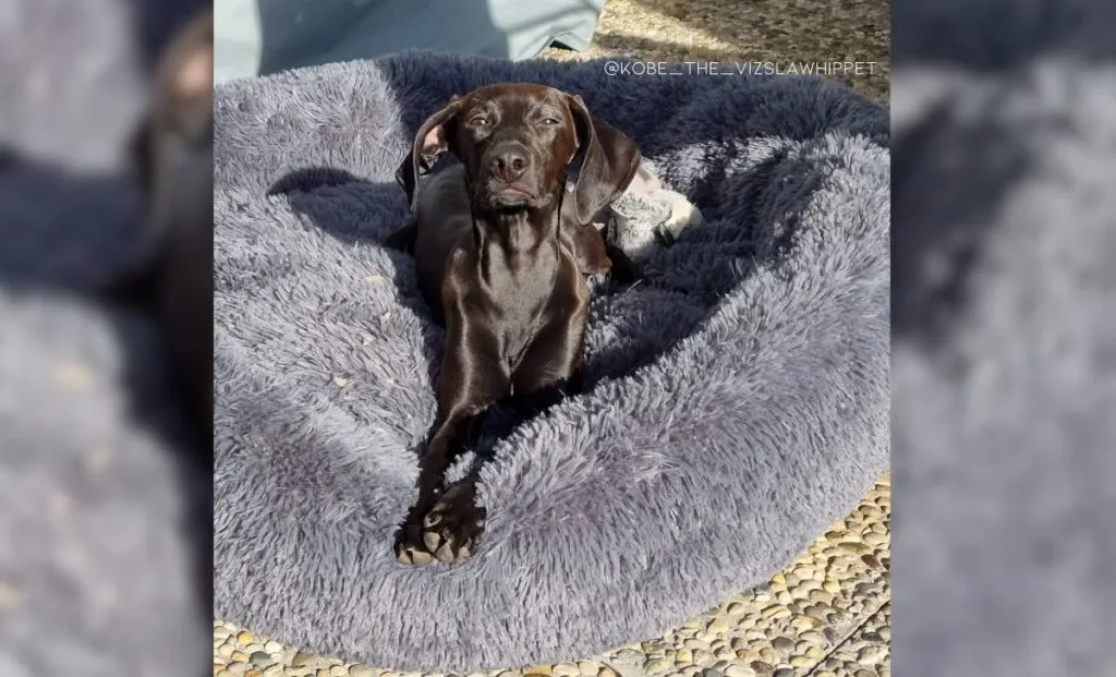 Whippet Vizsla