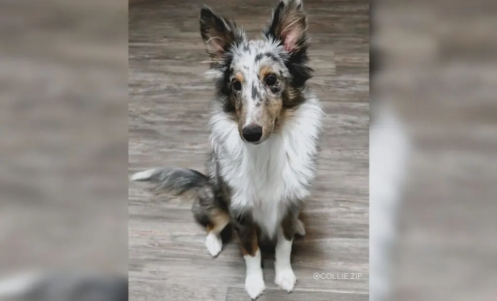 White Blue Merle