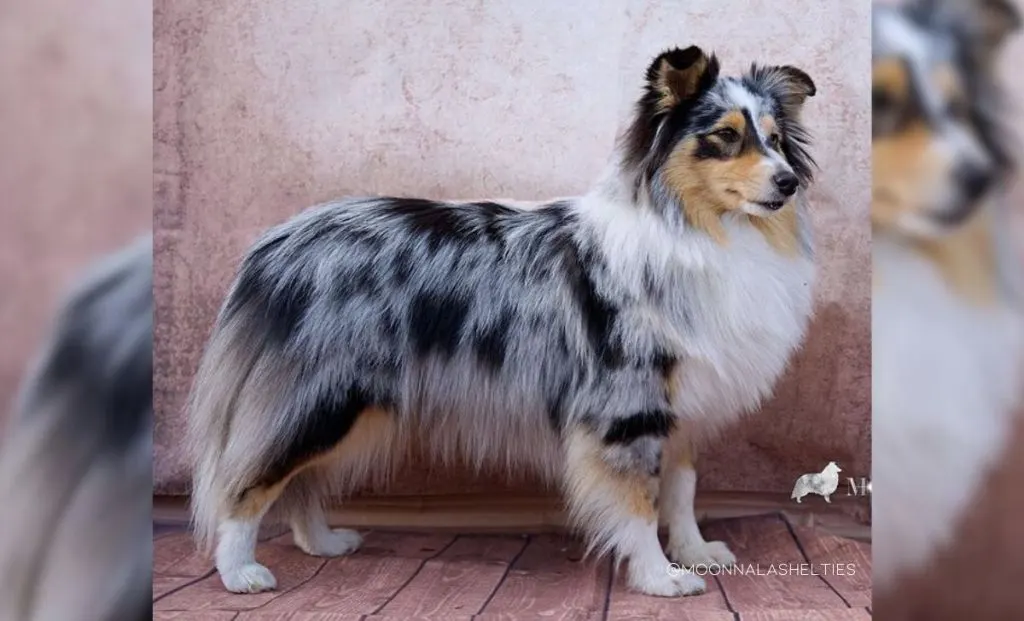 White Blue Merle & Tan