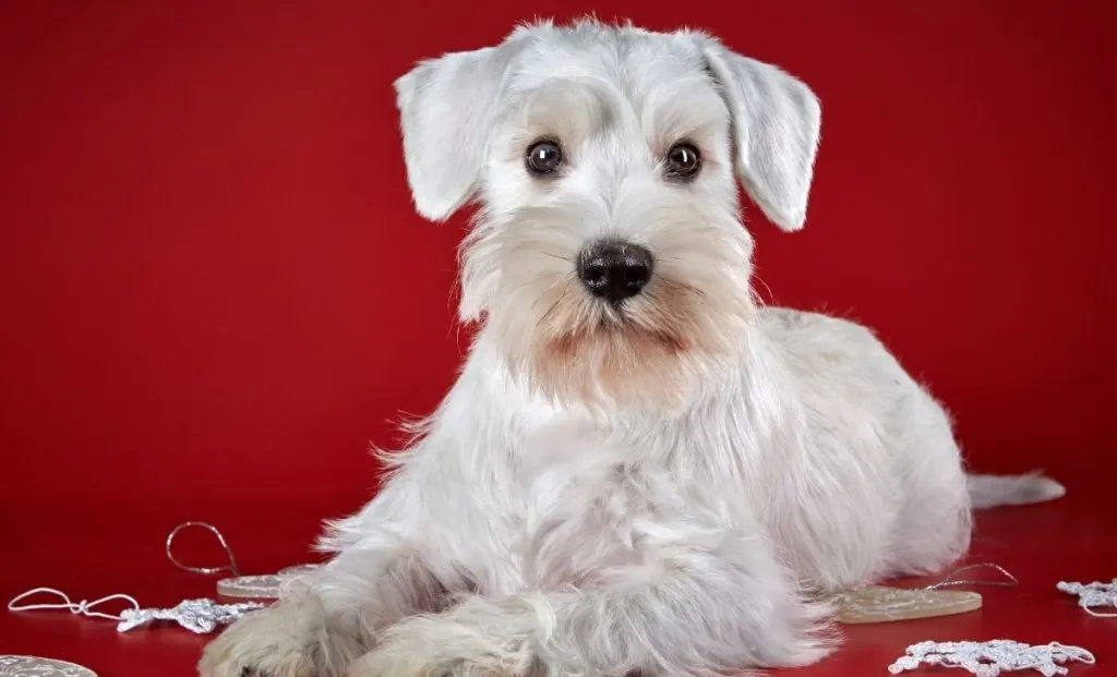 White Miniature Schnauzer