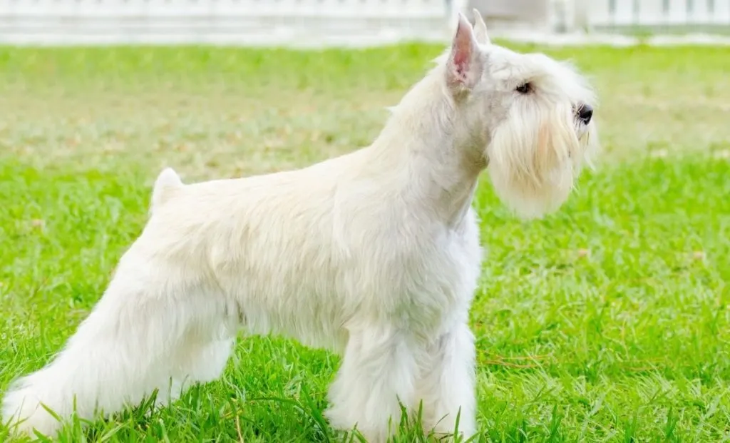 White Miniature Schnauzer