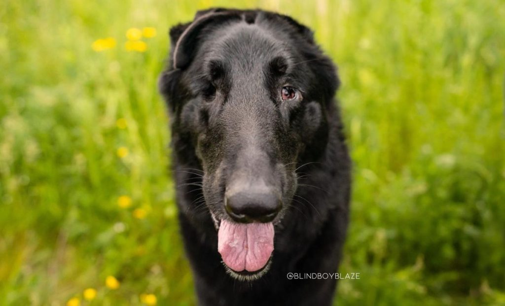 Woman Adopts Dog, Only To Uncover A Heartbreaking Secret