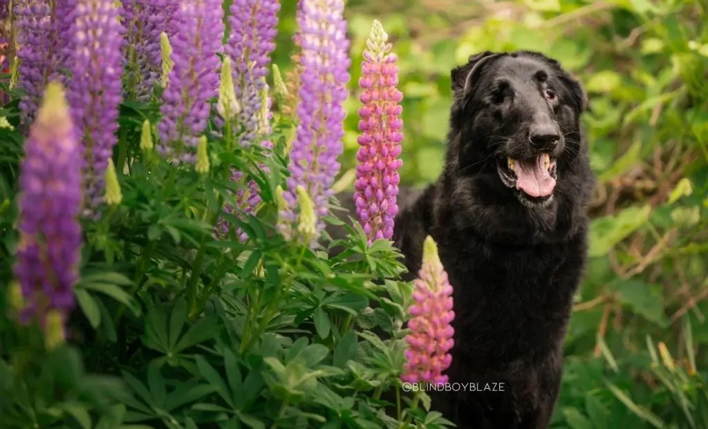 Woman Adopts Dog, Only To Uncover A Heartbreaking Secret