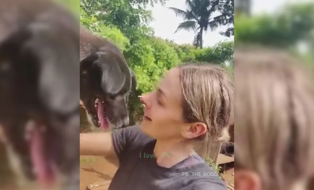 You Won’t Believe Why A Stray Dog Followed This Woman For Weeks