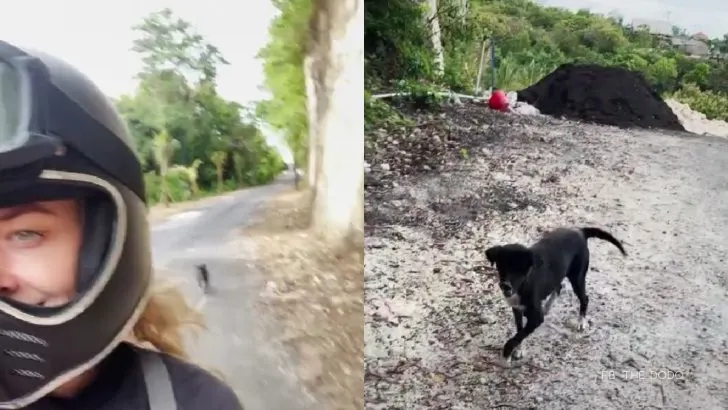 You Won’t Believe Why A Stray Dog Followed This Woman For Weeks