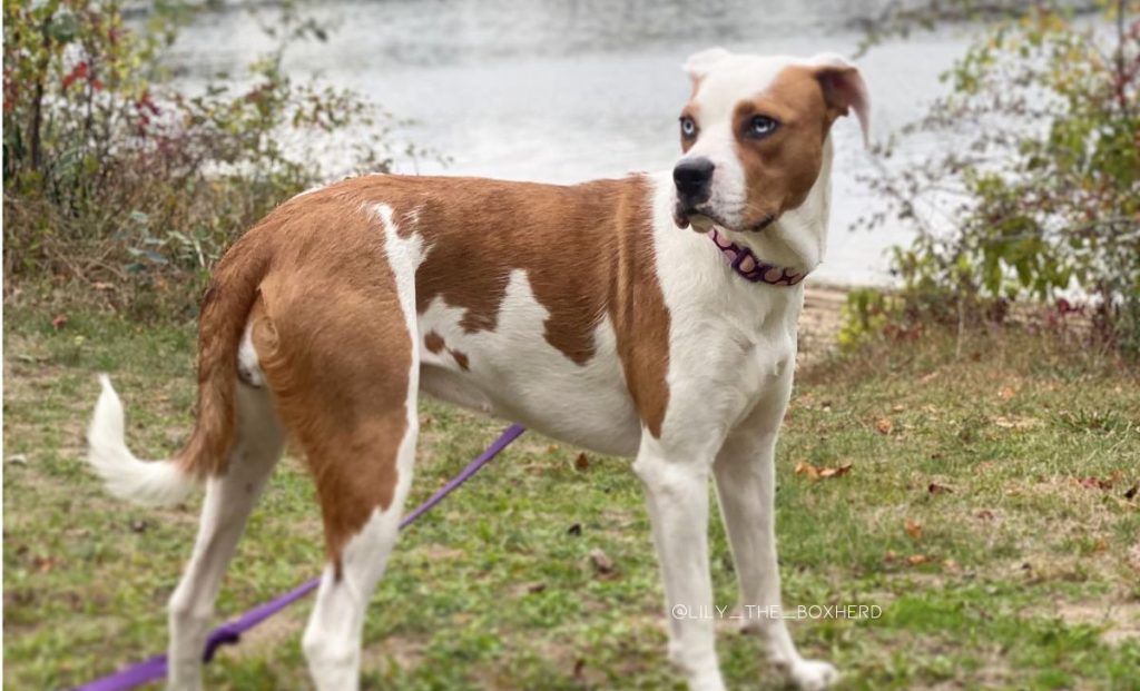 australian shepherd x boxer