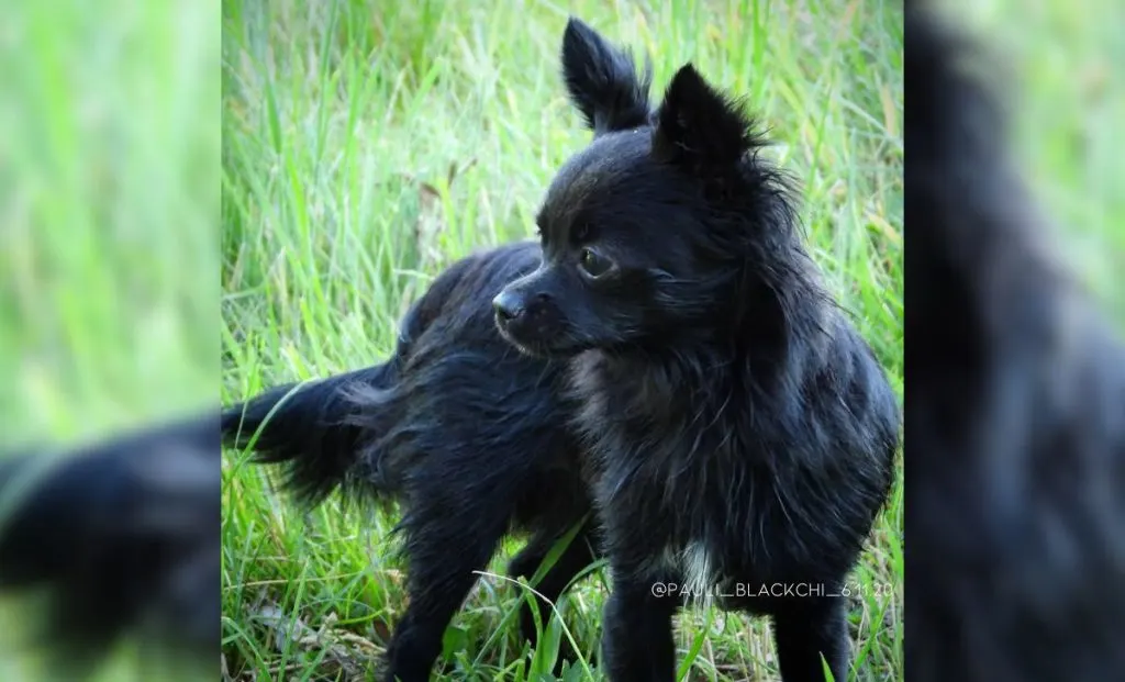 black chihuahua