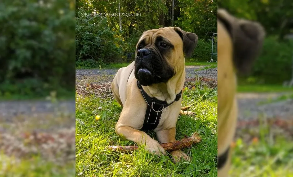 black mask bullmastiff