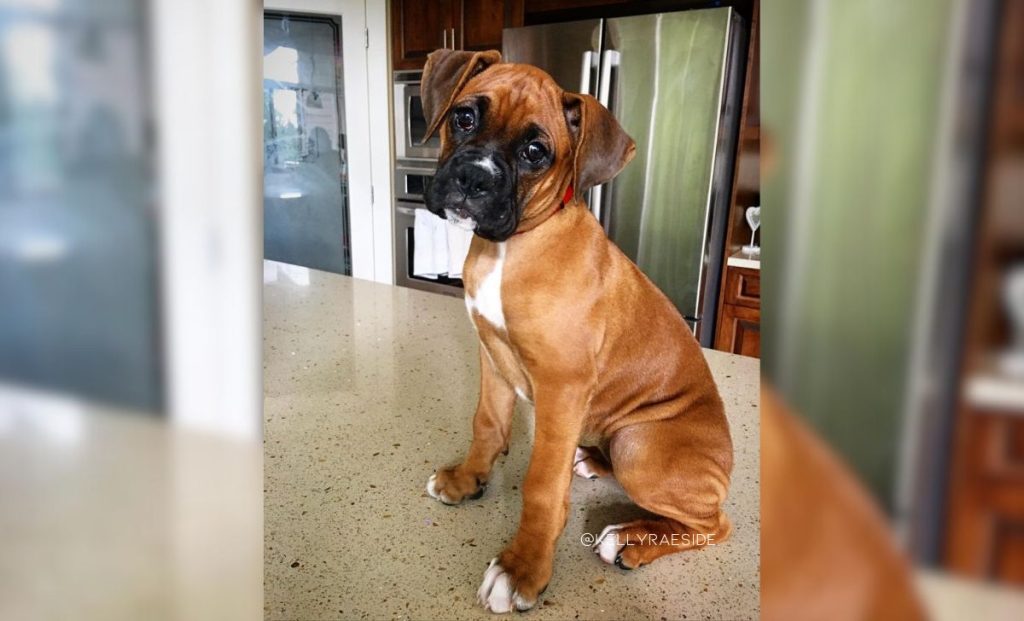 black mask, white markings boxer