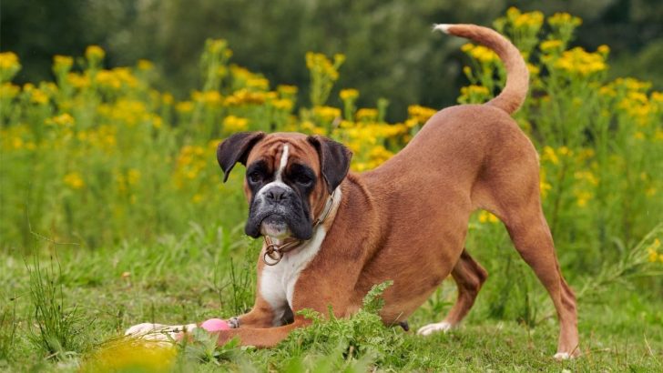 9 Unique Boxer Colors And 5 Markings You Never Knew Existed