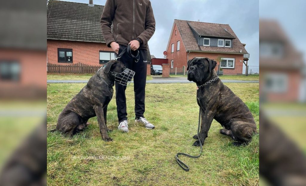 bridle bulmastiff