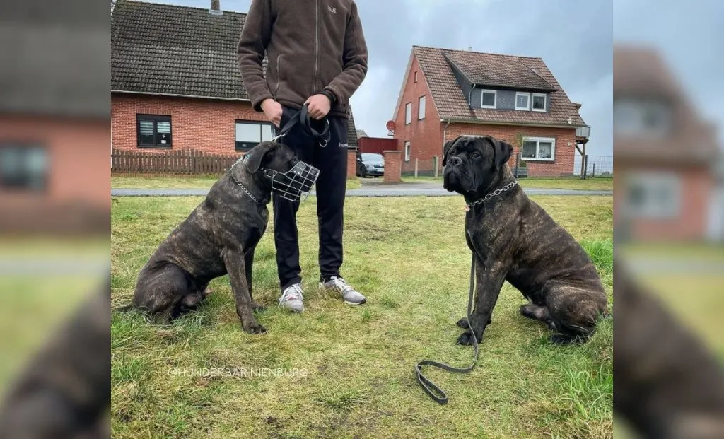 bridle bulmastiff