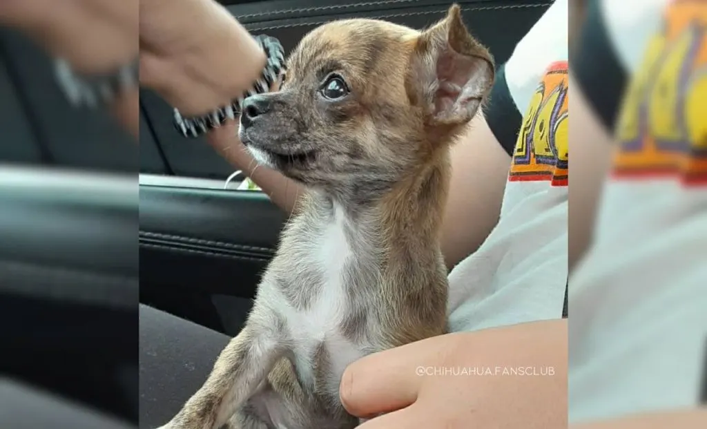 brindle chihuahua - markings