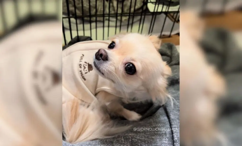 cream chihuahua