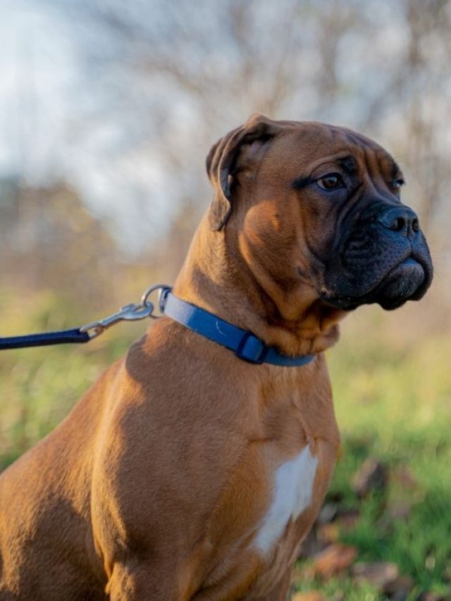 Black mask, white markings bullmastiff