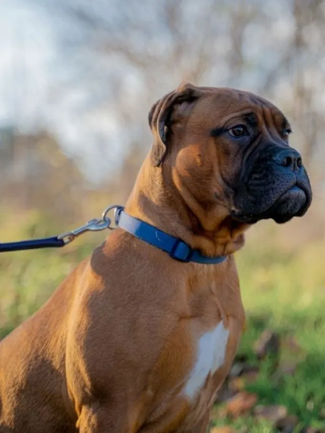Black mask, white markings bullmastiff