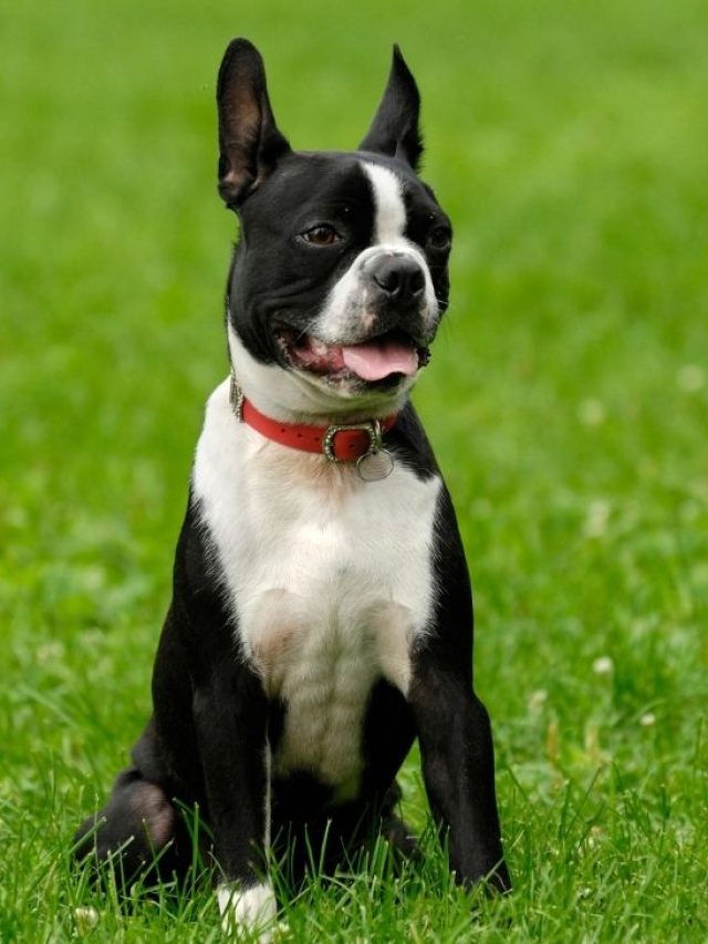 Boston Terrier