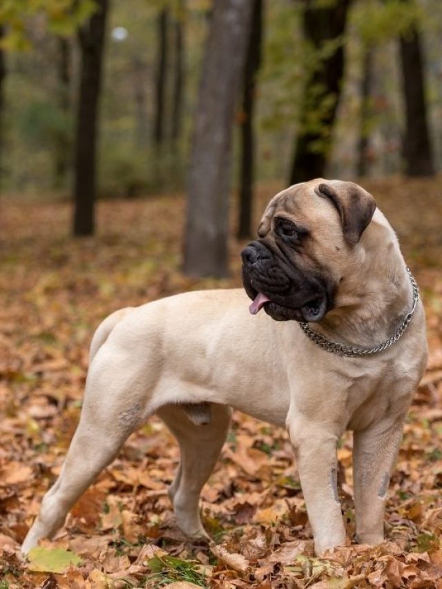 Bullmastiff