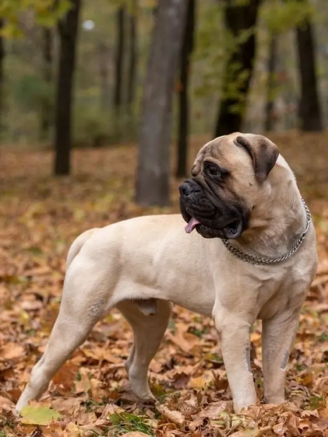 Bullmastiff