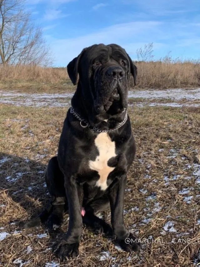 Cane Corso Mastiff Mix Care Guide And Important Information