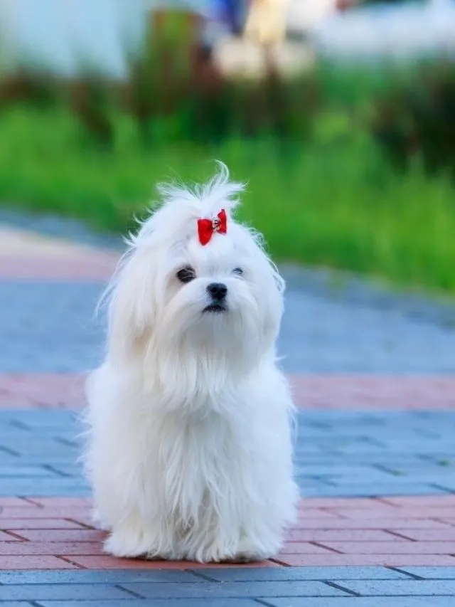 Maltese - Maltese Growth Chart For Raising Little Beauties