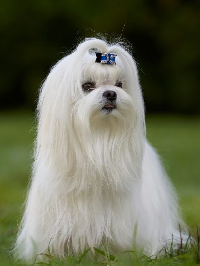 Maltese